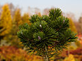 Pinus mugo Sherwood Compact IMG_1975 Sosna kosodrzewina